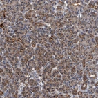 Immunohistochemical staining of human pancreas shows strong cytoplasmic granular positivity in exocrine glandular cells.