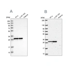 Western blot analysis using Anti-MRPL28 antibody HPA030594 (A) shows similar pattern to independent antibody HPA055589 (B).