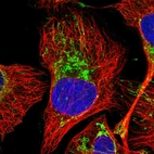 Immunofluorescent staining of human cell line U-2 OS shows localization to mitochondria.