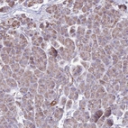 Immunohistochemical staining of human pancreas shows moderate cytoplasmic granular positivity in exocrine glandular cells.