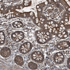 Immunohistochemical staining of human small intestine shows strong cytoplasmic granular positivity in glandular cells.