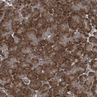 Immunohistochemical staining of human pancreas shows strong cytoplasmic granular positivity in exocrine glandular cells.