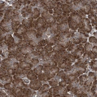 Immunohistochemical staining of human pancreas shows strong cytoplasmic granular positivity in exocrine glandular cells.