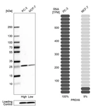 Western blot analysis in human cell lines PC-3 and MCF-7 using Anti-PRDX6 antibody. Corresponding PRDX6 RNA-seq data are presented for the same cell lines. Loading control: Anti-COX4I1.