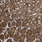 Immunohistochemical staining of human stomach shows strong cytoplasmic-membranous positivity in glandular cells with moderate nuclear positivity.