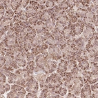 Immunohistochemical staining of human pancreas shows strong cytoplasmic granular positivity in exocrine glandular cells.