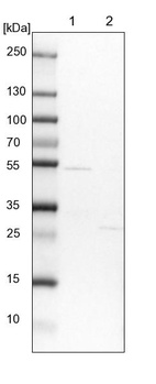 Anti-FAM126B Antibody