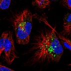 Immunofluorescent staining of human cell line U-251 MG shows localization to the Golgi apparatus.