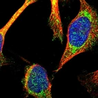 Immunofluorescent staining of human cell line U-251 MG shows localization to mitochondria.