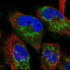 Immunofluorescent staining of human cell line U-251 MG shows localization to mitochondria.