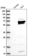 Western blot analysis in control (vector only transfected HEK293T lysate) and HLX over-expression lysate (Co-expressed with a C-terminal myc-DDK tag (~3.1 kDa) in mammalian HEK293T cells, LY402891).