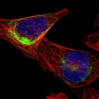 Immunofluorescent staining of human cell line U-2 OS shows localization to intermediate filaments.