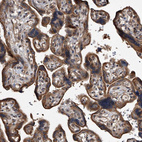 Immunohistochemical staining of human placenta shows strong cytoplasmic positivity in trophoblastic cells.