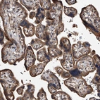 Immunohistochemical staining of human placenta shows strong cytoplasmic positivity in trophoblastic cells.