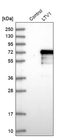 Western blot analysis in control (vector only transfected HEK293T lysate) and LTV1 over-expression lysate (Co-expressed with a C-terminal myc-DDK tag (~3.1 kDa) in mammalian HEK293T cells, LY409894).
