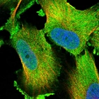 Immunofluorescent staining of human cell line U-251 MG shows localization to nucleoplasm & cytosol.