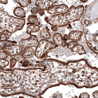 Immunohistochemical staining of human placenta shows strong granular cytoplasmic positivity in trophoblastic cells.