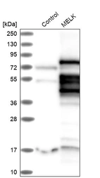 Western blot analysis in control (vector only transfected HEK293T lysate) and MELK over-expression lysate (Co-expressed with a C-terminal myc-DDK tag (~3.1 kDa) in mammalian HEK293T cells, LY402376).