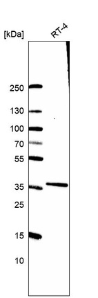 Western blot analysis in human cell line RT-4.