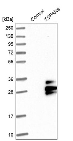 Anti-TSPAN9 Antibody