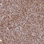 Immunohistochemical staining of human pancreas shows strong nuclear-cytoplasmic positivity in exocrine glandular cells.