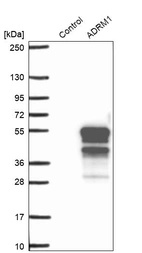 Western blot analysis in control (vector only transfected HEK293T lysate) and ADRM1 over-expression lysate (Co-expressed with a C-terminal myc-DDK tag (~3.1 kDa) in mammalian HEK293T cells, LY406279).