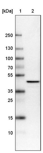 Lane 1: Marker [kDa]_br/_Lane 2: Human cell line U-251 MG