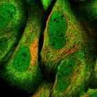 Immunofluorescent staining of human cell line U-2 OS shows localization to nucleoplasm & cytosol.