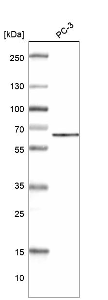 Anti-ZC3H15 Antibody