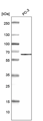 Anti-ZC3H15 Antibody