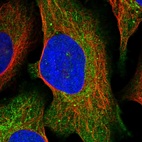 Immunofluorescent staining of human cell line U-2 OS shows localization to cytosol & mitochondria.