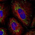 Immunofluorescence staining in HeLa cell line with Anti-TUFM monoclonal antibody, showing distinct mitochondrial staining in green. Microtubule- and nuclear probes are visualized in red and blue respectively (where available).