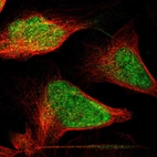 Immunofluorescent staining of human cell line U-2 OS shows localization to nucleus.
