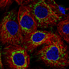 Immunofluorescence staining in A431 cell line with Anti-TUFM monoclonal antibody, showing distinct mitochondrial staining in green. Microtubule- and nuclear probes are visualized in red and blue respectively (where available).