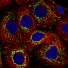 Immunofluorescence staining in A431 cell line with Anti-TUFM monoclonal antibody, showing distinct mitochondrial staining in green. Microtubule- and nuclear probes are visualized in red and blue respectively (where available).