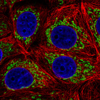 Immunofluorescence staining in MCF7 cell line with Anti-TUFM monoclonal antibody, showing distinct mitochondrial staining in green. Microtubule- and nuclear probes are visualized in red and blue respectively (where available).
