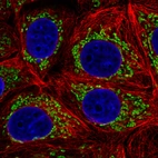 Immunofluorescence staining in MCF7 cell line with Anti-TUFM monoclonal antibody, showing distinct mitochondrial staining in green. Microtubule- and nuclear probes are visualized in red and blue respectively (where available).