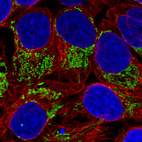 Immunofluorescence staining in U2OS cell line with Anti-TUFM monoclonal antibody, showing distinct mitochondrial staining in green. Microtubule- and nuclear probes are visualized in red and blue respectively (where available).