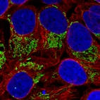 Immunofluorescence staining in U2OS cell line with Anti-TUFM monoclonal antibody, showing distinct mitochondrial staining in green. Microtubule- and nuclear probes are visualized in red and blue respectively (where available).