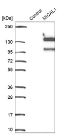Western blot analysis in control (vector only transfected HEK293T lysate) and MICAL1 over-expression lysate (Co-expressed with a C-terminal myc-DDK tag (~3.1 kDa) in mammalian HEK293T cells, LY402940).