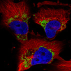 Immunofluorescence staining in U251 cell line with Anti-TUFM monoclonal antibody, showing distinct mitochondrial staining in green. Microtubule- and nuclear probes are visualized in red and blue respectively (where available).