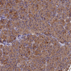 Immunohistochemical staining of human pancreas shows strong cytoplasmic positivity in exocrine glandular cells.