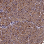 Immunohistochemical staining of human pancreas shows strong cytoplasmic positivity in exocrine glandular cells.