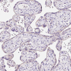 Immunohistochemical staining of human placenta shows no positivity in trophoblastic cells as expected.