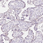 Immunohistochemical staining of human placenta shows no positivity in trophoblastic cells as expected.