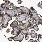Immunohistochemical staining of human placenta shows strong cytoplasmic positivity in trophoblastic cells.