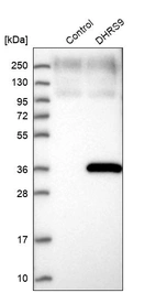 Western blot analysis in control (vector only transfected HEK293T lysate) and DHRS9 over-expression lysate (Co-expressed with a C-terminal myc-DDK tag (~3.1 kDa) in mammalian HEK293T cells, LY404693).