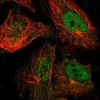Immunofluorescent staining of human cell line U-251 MG shows localization to nucleoplasm.