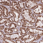 Immunohistochemical staining of human kidney shows strong positivity in cytoplasm granular in cells in tubules.