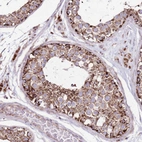 Immunohistochemical staining of human testis shows strong positivity in cytoplasm granular in cells in seminiferous ducts and leydig cells.